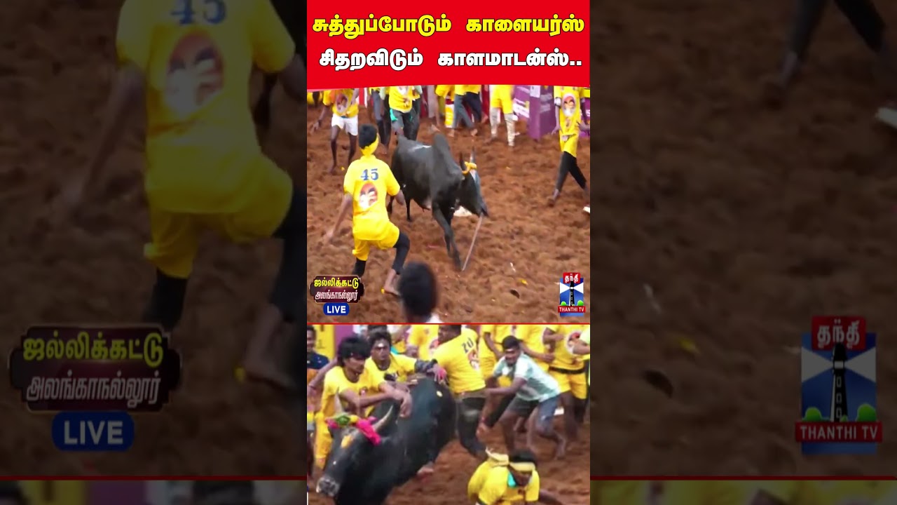 Alanganallur | Jallikattu | Madurai | BullFight | BullTaming
