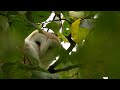 Releasing a Rescued Barn Owl into a Wild Barn Owl Nest