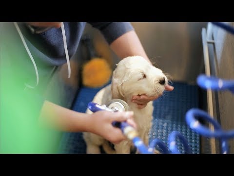 The PuppySpot Process: How We Place Healthy Puppies Into Happy Homes