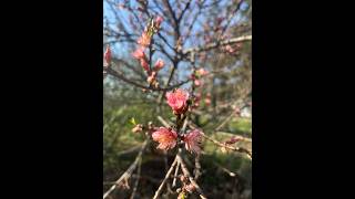 Springtime in the Peach Tree Guild
