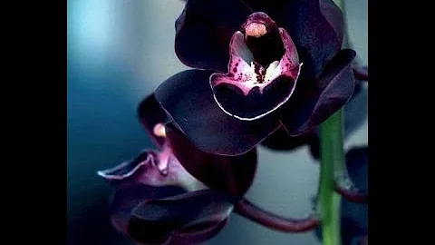 Orchids with Fred Clarke