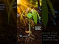 🥭 From Seed to Mango Tree | Amazing Life Cycle of a Mango Tree 🌱 ⭐