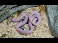 Vasuki | Temple Snake | Live Feeding