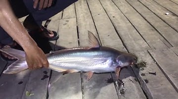 Câu cá tra tại Gò Tháp, Đồng Tháp Mười Tập 1| lqthai - fishing