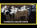 🐑 Família de Clevelândia-PR é destaque na criação de ovinos em confinamento para abate