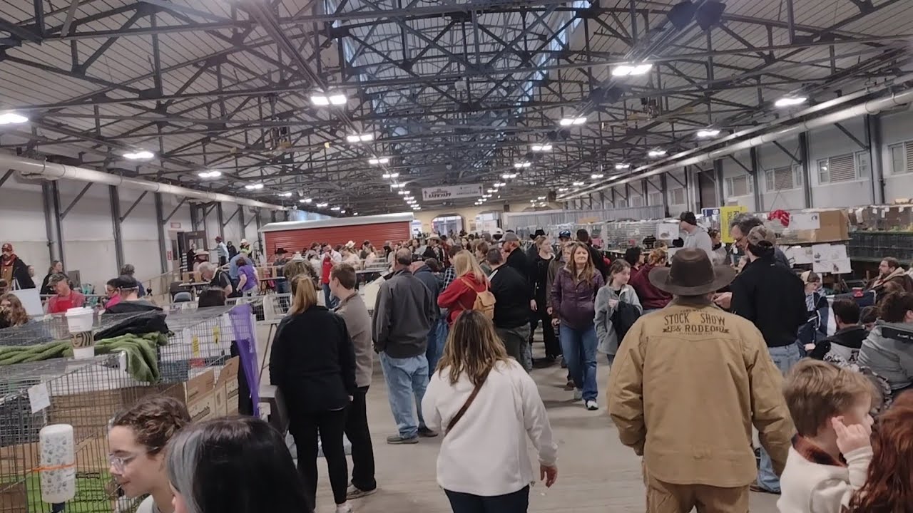 Ft. Worth Stock Show Rabbit Show Open Division 2024 with Aaron Smith ...