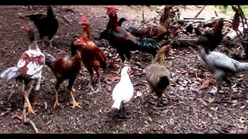 Txiv thiab niam mus pub qaib tim teb