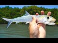 Redfish Fishing with Ladyfish - Does it Work as Cut Bait?