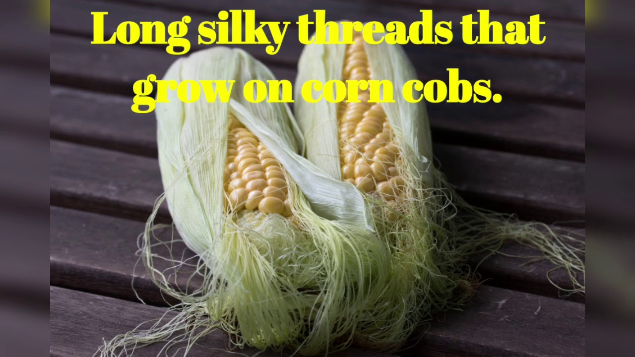 Health benefits of corn silk YouTube