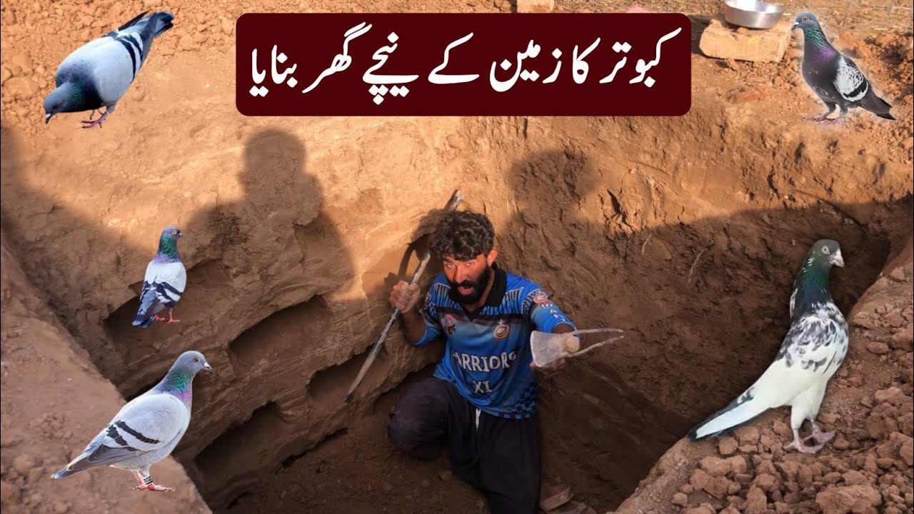 How to make pigeon underground cage | Diy 