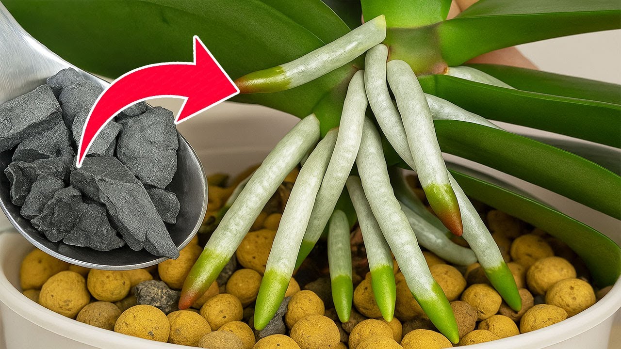 500 times stronger than garlic! Orchids immediately sprout buds