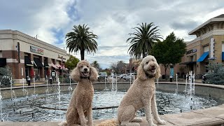 4 year Poodle & Goldendoodle/ Obedience Training