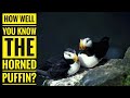 Horned Puffin || Description, Characteristics and Facts!