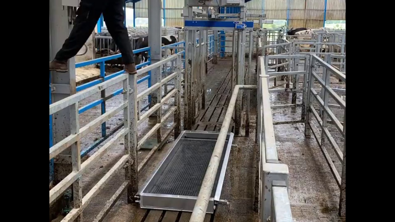 HOOFCOUNT - 3m standard automatic footbath / hoof bath installation