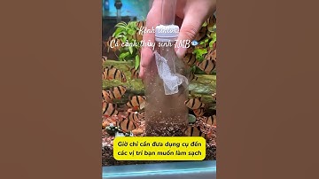 Hướng dẫn tự chế dụng cụ hút cặn đáy bể cá đơn giản hiệu quả🥰