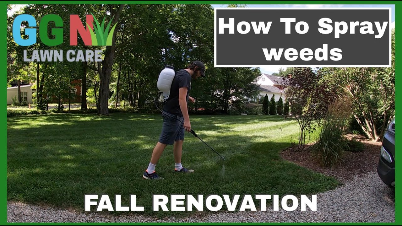 How To Spray Weeds In The Lawn + Fall Renovation Prep YouTube