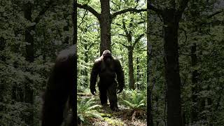 Bigfoot in the oak trees