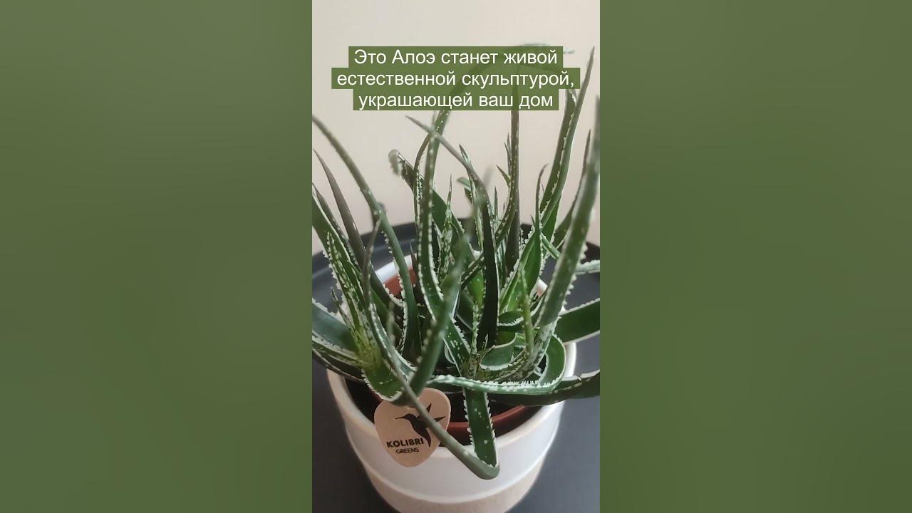 Алоэ Майду (Aloe Maidu) - "живой" суккулент - YouTube