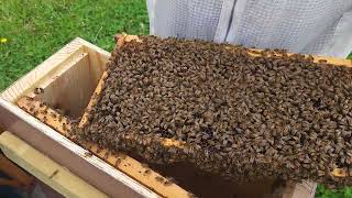 4-18-26 Hive Inspection - Last Night Gus