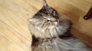 Maine Coon psychotherapy