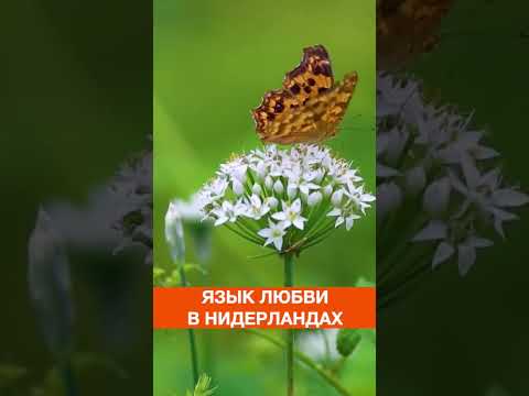 Уроки любви ❤️ Любовь мужчины💃Жизнь в Нидерландах #whyholland #холланд #shorts #счастье #nederland