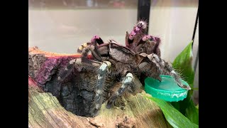 Poecilotheria regalis, Indian Ornamental egg sack removal and care