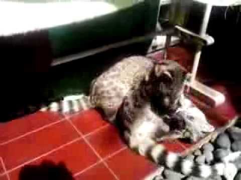 Musang rase bermain -- Small indian civets playing (Milo & Chikal ...