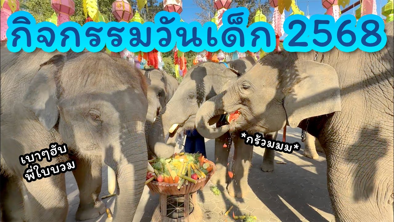 ตามติดชีวิตช้าง Daily Live 11 ม.ค. 2568 แอดปป กระตุ่ย ย้อนไปเป็นเด็ก กับกิจกรรมวันเด็กแห่งชาติ