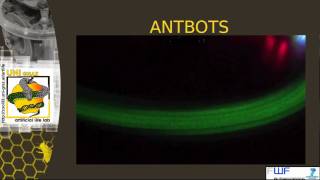 ANTBOTS.mpeg
Kurzes ANTBOTS Video.
Entwickelt am Artificial Life Lab, Graz, Österreich. ANTBOTS.mpeg