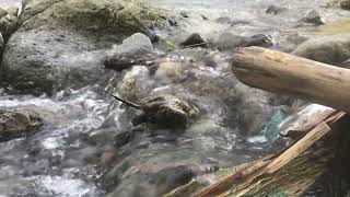 Brain melting river sounds,Waterfall,Sound ofWaterstudy, work, sleep, meditation, relaxation, ASMR