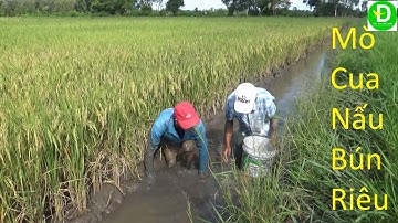415 Mò Hang Bắt Cua Bắt Cá Theo Đường Mương Trên Cách Đồng Lúa Chín |  Đất Phương Nam
