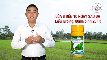 GIẢI PHÁP TRỪ CỎ CHÁC LÁC VÀ CỎ LÁ RỘNG BẰNG THUỐC TRỪ CỎ BENTA 480SL