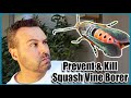 How to Get Rid of Squash Vine Borer