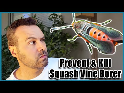वीडियो: स्क्वैश वाइन बोरर्स को कैसे नियंत्रित करें
