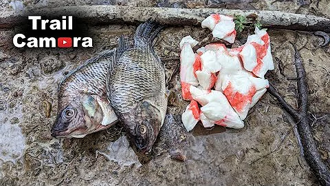 Fresh Whole Fish vs. Imitation Crab Meat Left in the Woods!! [TRAIL CAMERA] - Wildlife React