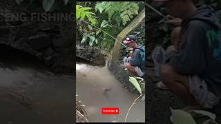ikan moster dalam penghuni gorong-gorong #shorts #short #shortvideo #ikanmoster #mancing