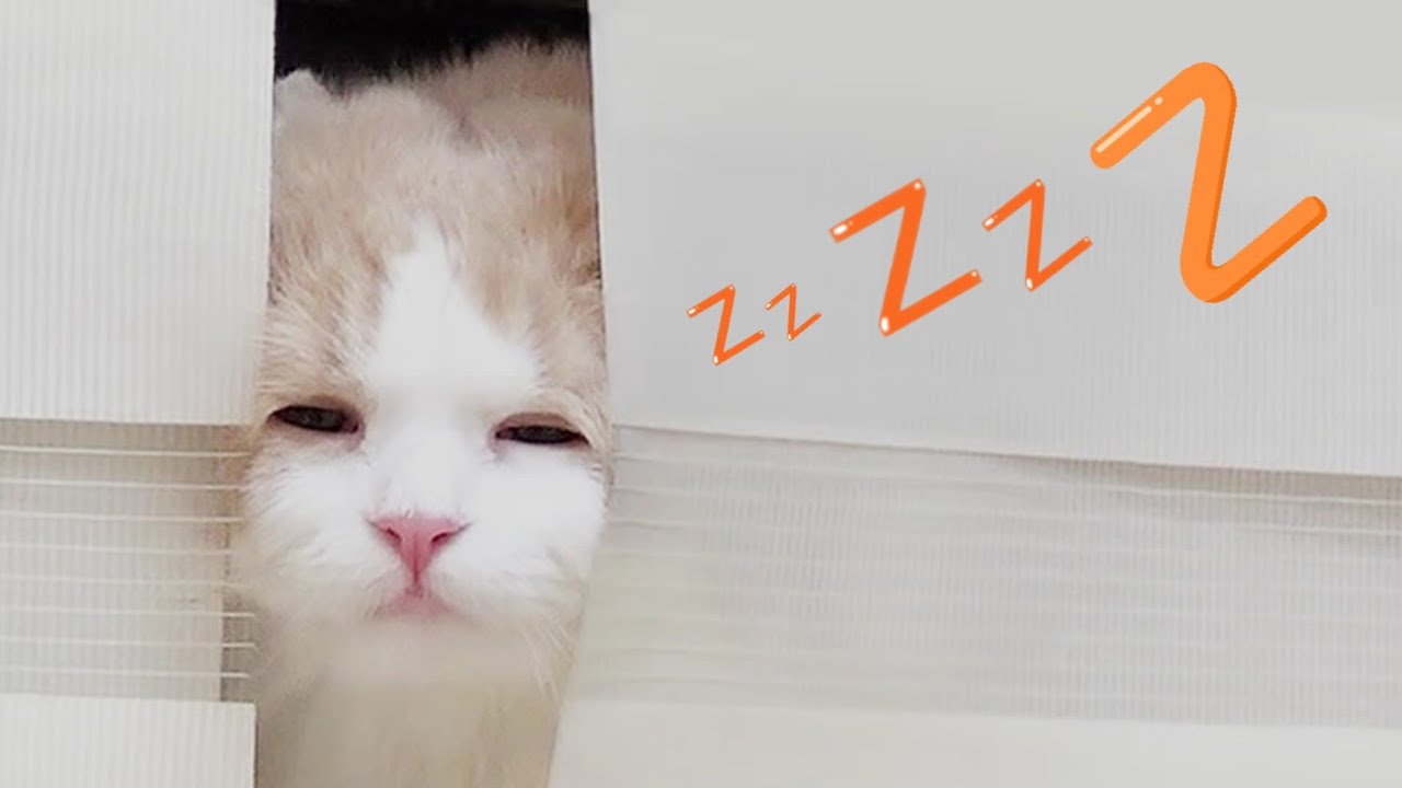 the world of cats 1 YouTube