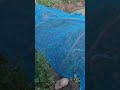 इतना लंबा है मेरी किचन गार्डन का लाल और हरा पालक||#youtube #nature #gardening #garden