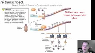 Chapter 9 Part 2  Regulation, Mutations and DNA Exchange