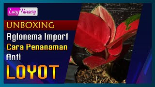 UNBOXING AND PLANTING AGLAONEMA IMPOR. BEGINI CARA MENANAMNYA AGAR TETAP SEGAR DAN ANTI LOYOT