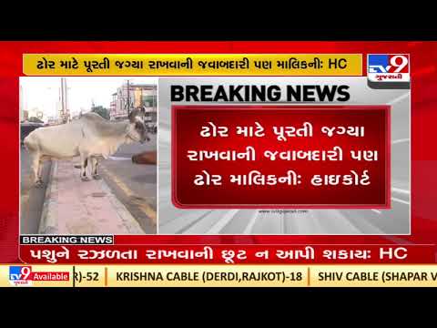 Gujarat High Court rejects plea to dismiss bill against stray cattle |TV9GujaratiNews