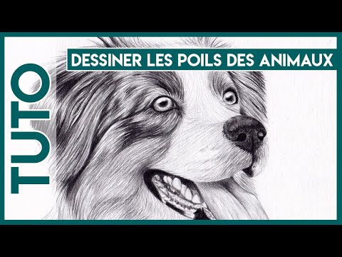 Vidéo: Comment Dessiner Des Poils