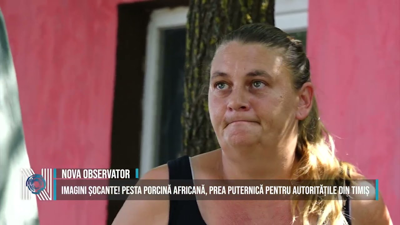 Pesta Porcină Africană face ravagii în județul Timiș