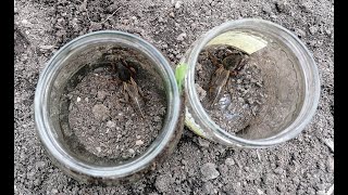 Maulwurfsgrille Mit Honigglas Gefangen