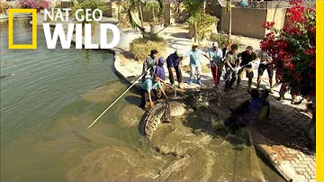 Can alligators and crocs mate?