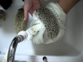 ハリネズミを洗う　Pigmy Hedgehog