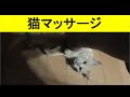 家猫のドコモ、そっと来て座ってまったり寝転んだりする、鳴いたりせずただ待ってじっと見つめてくる、手を伸ばすと喜んでゴロゴロと鳴らす