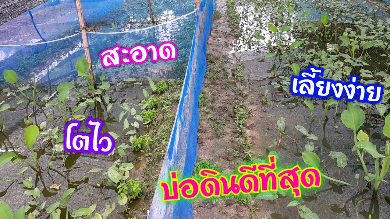 เลี้ยงกบในบ่อดิน!!มีกินมีใช้#กำไรดี#..