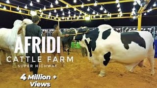 |Afridi cattle farm| cow Mandi 2024❤️ |USMA'S VLOG|