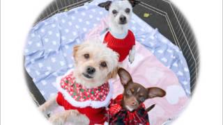 Once Homeless Animals Say Thank You to Partner Shelters and Rescues